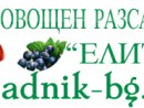 Лицензиран овощен разсадник,,ЕЛИТ,,